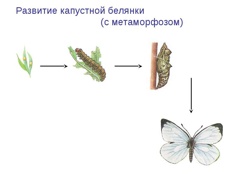 Капустница или капустная белянка